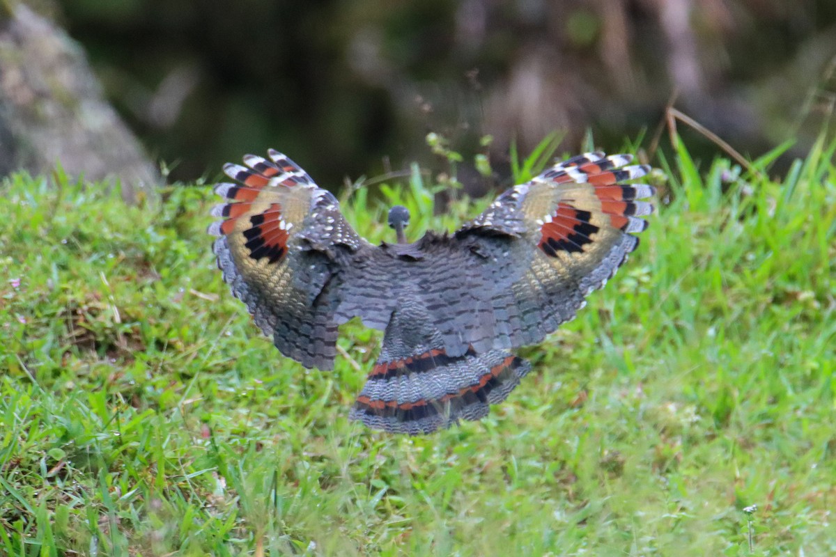 Sunbittern - ML589741341