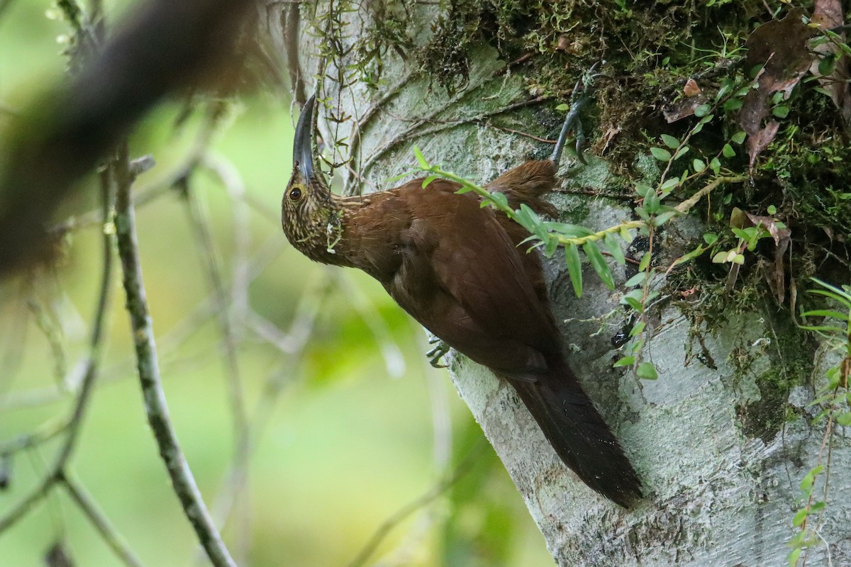 Strong-billed Woodcreeper - ML589741521