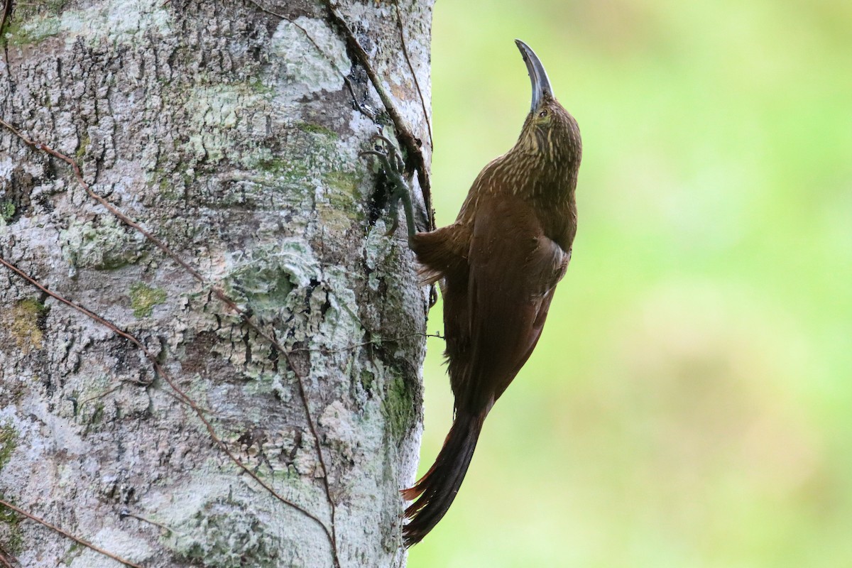 Strong-billed Woodcreeper - ML589741531