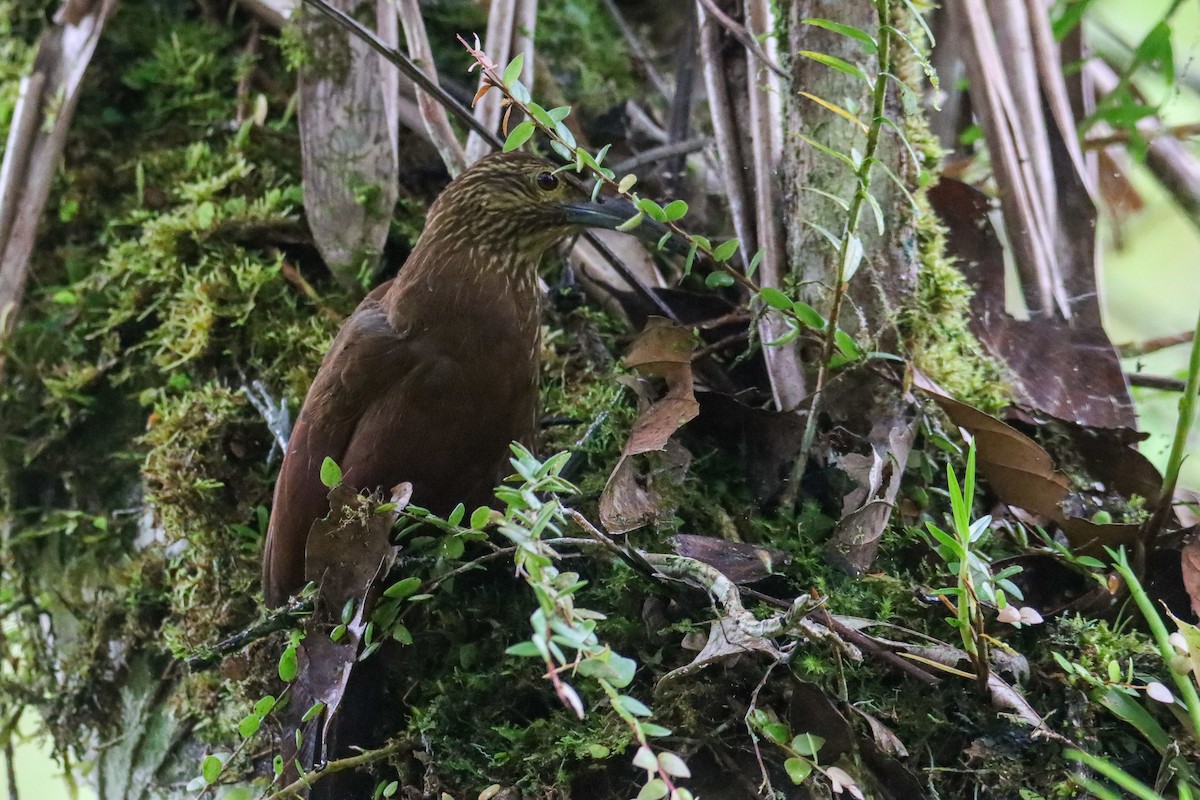 Strong-billed Woodcreeper - ML589741551