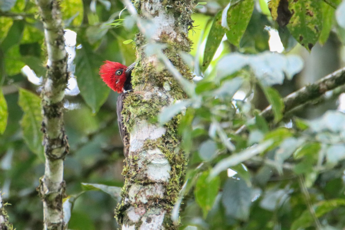 Guayaquil Woodpecker - ML589741721