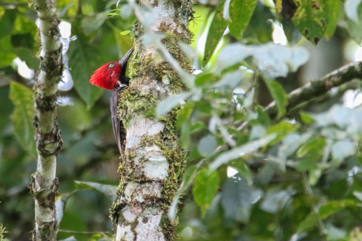 Guayaquil Woodpecker - ML589741731