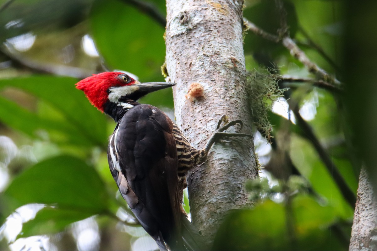Guayaquil Woodpecker - ML589741741