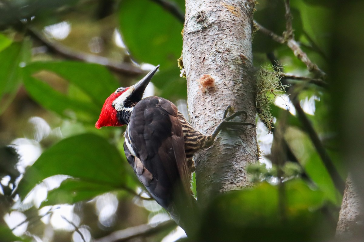 Guayaquil Woodpecker - ML589741751