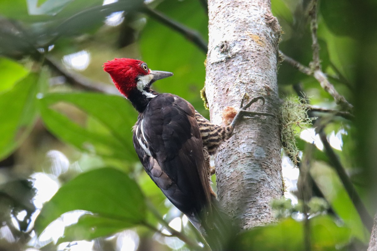 Guayaquil Woodpecker - ML589741761