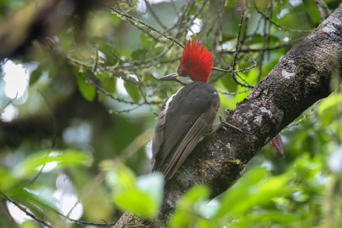 Guayaquil Woodpecker - ML589741771