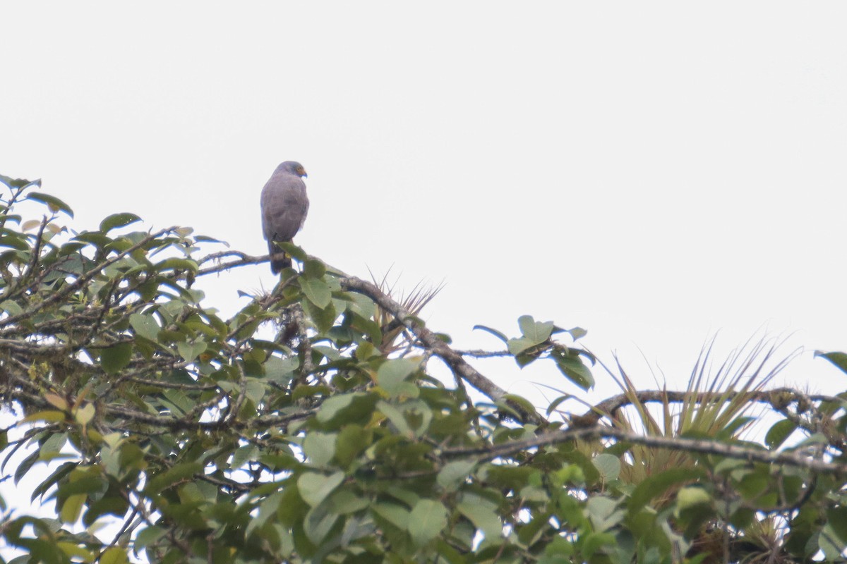 Roadside Hawk - ML589741931