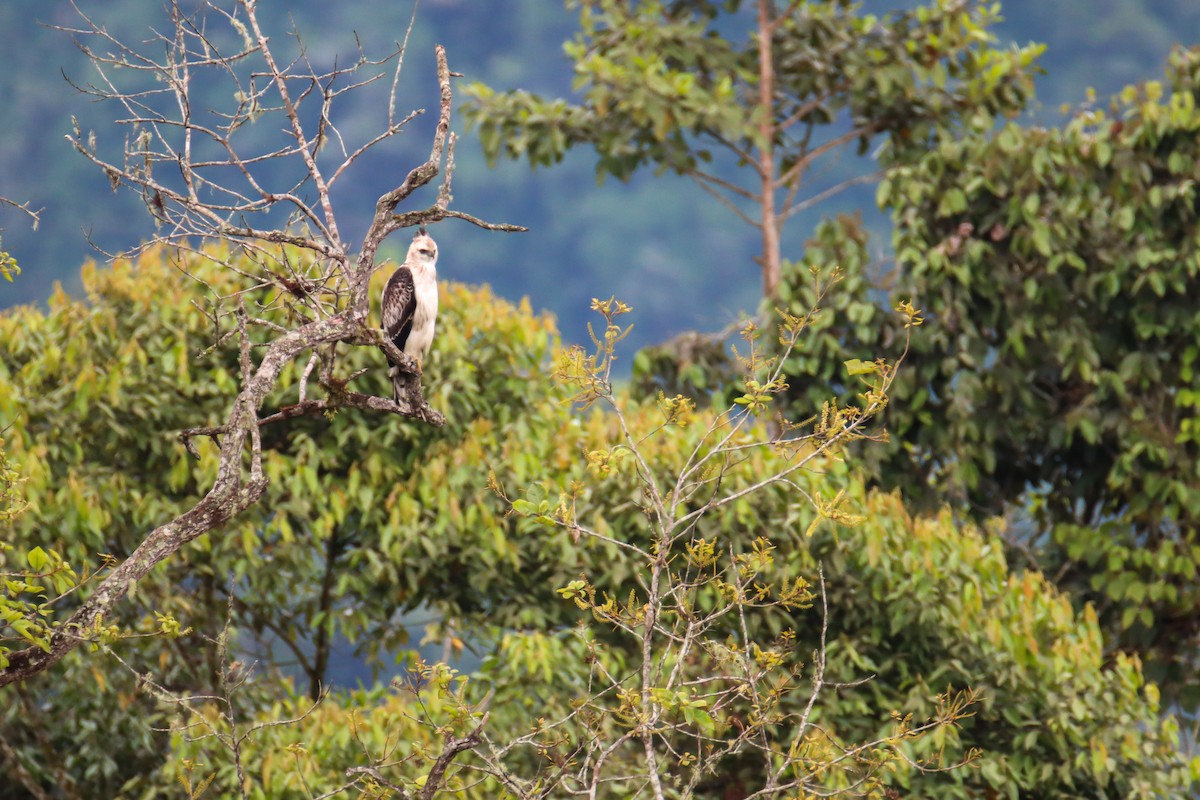 Black-and-chestnut Eagle - Sean  Salazar