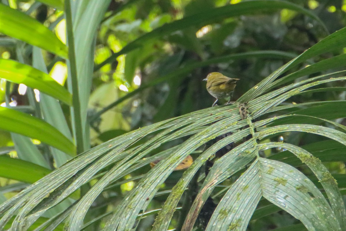 Yellow-throated Chlorospingus - ML589742101