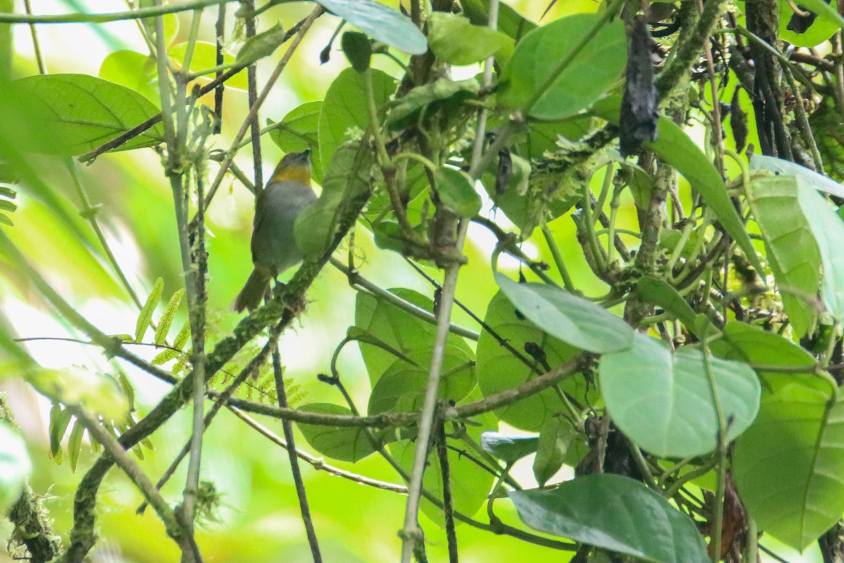 Yellow-throated Chlorospingus - ML589742111