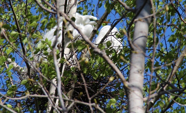 Great Egret - ML58974221