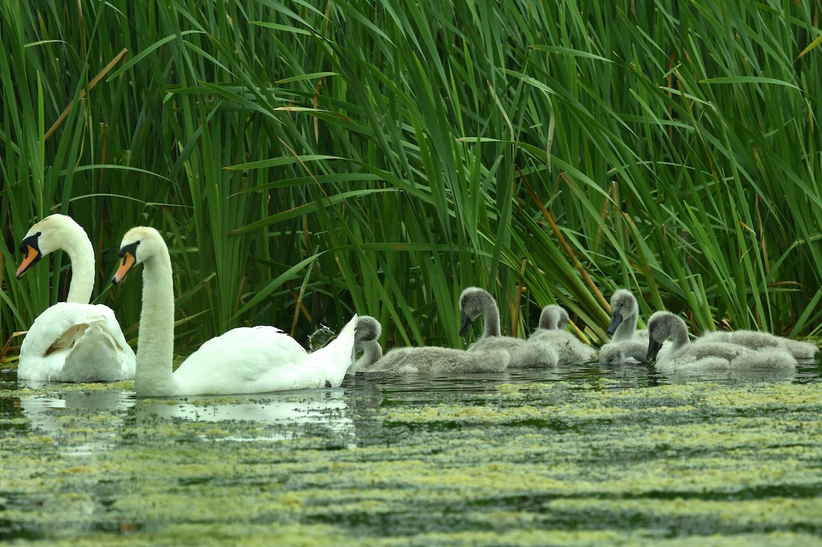 Mute Swan - ML589742221