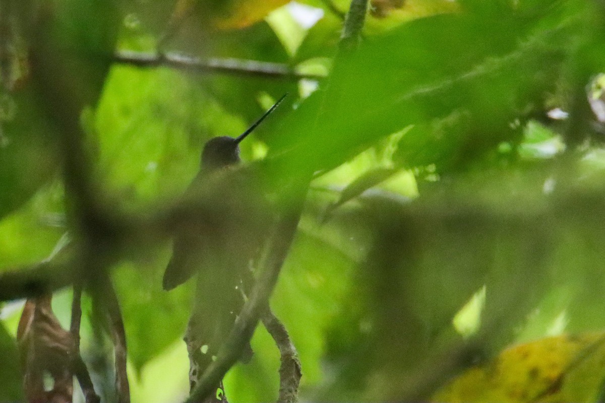 Green-fronted Lancebill - ML589742421