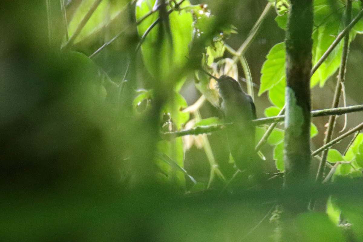 Green-fronted Lancebill - ML589742431