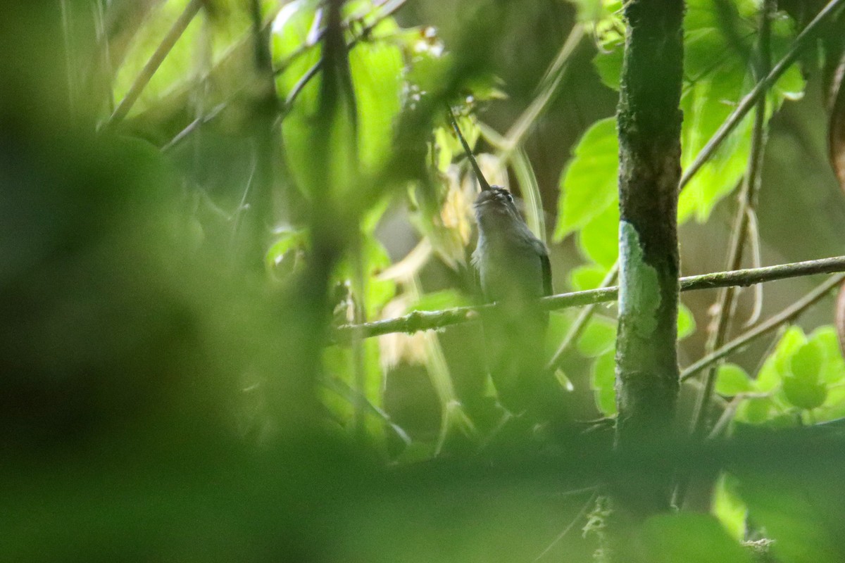 Green-fronted Lancebill - ML589742471