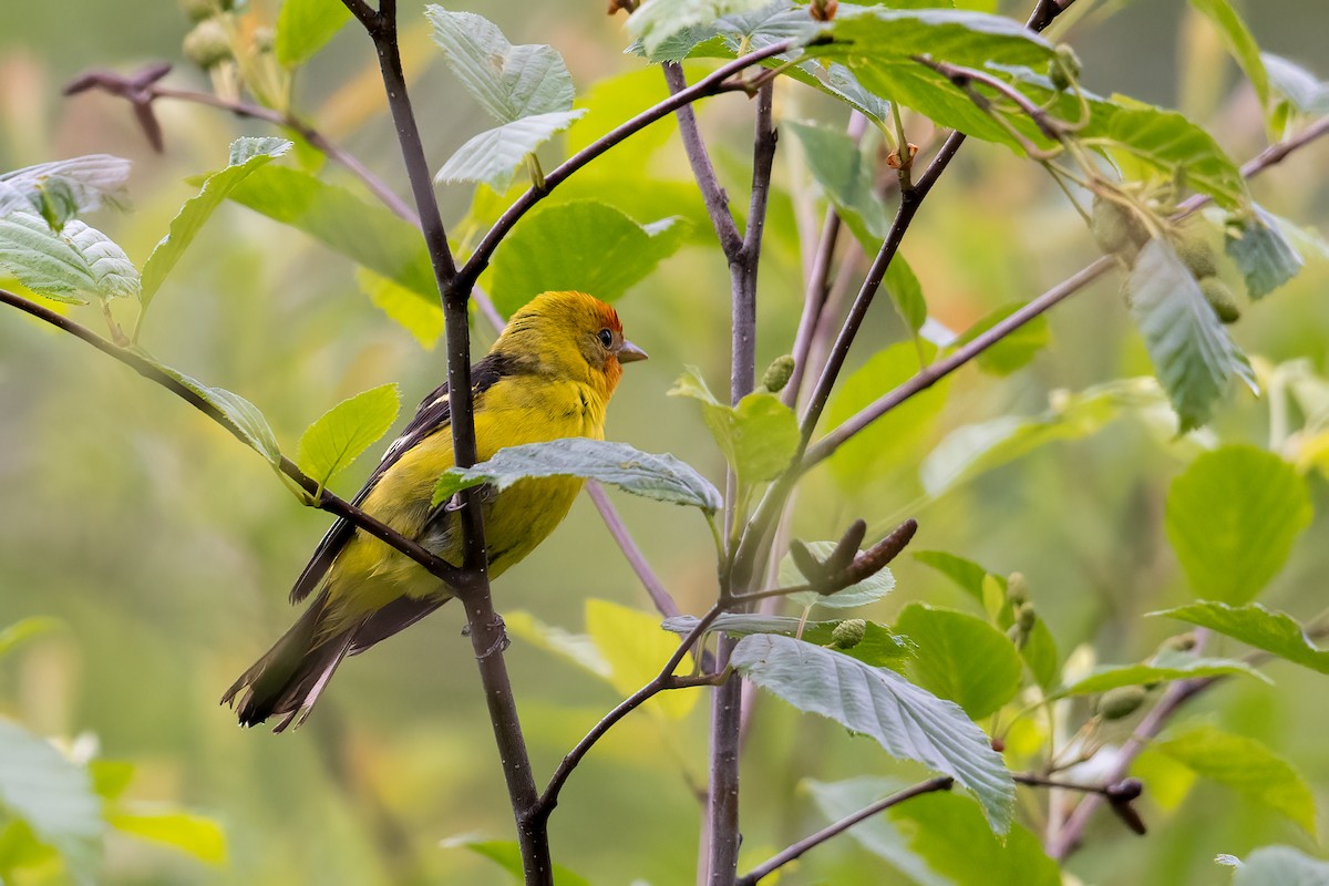 Western Tanager - ML589743761