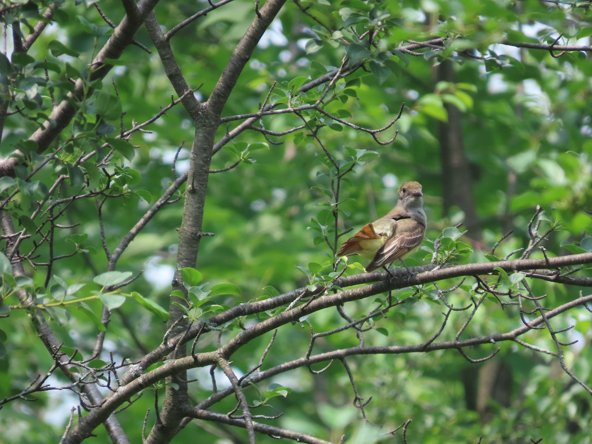 Great Crested Flycatcher - ML589743771