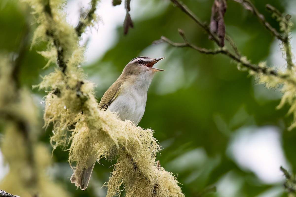 Kızıl Gözlü Vireo - ML589744021