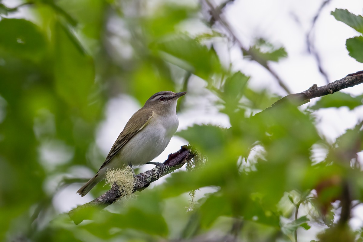 Kızıl Gözlü Vireo - ML589744031