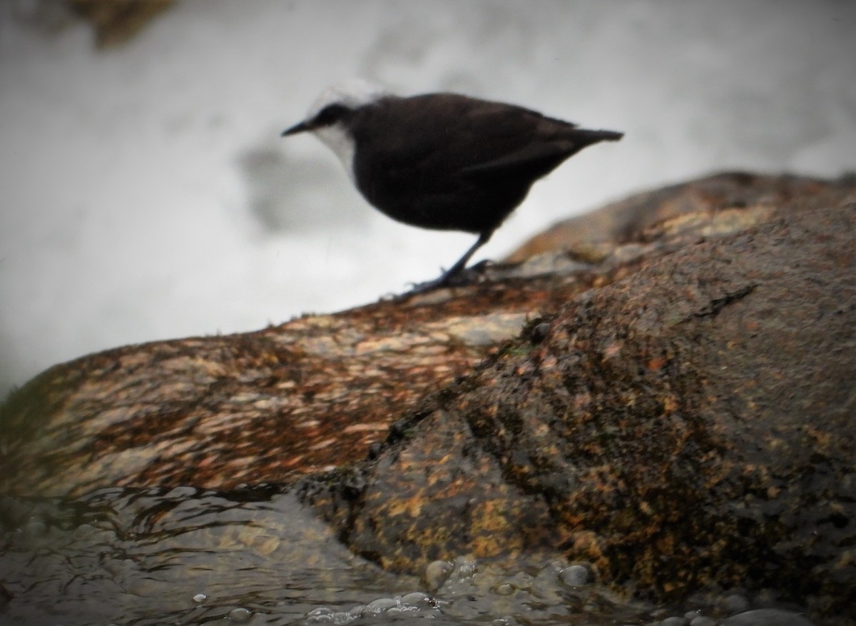 White-capped Dipper - ML589744041