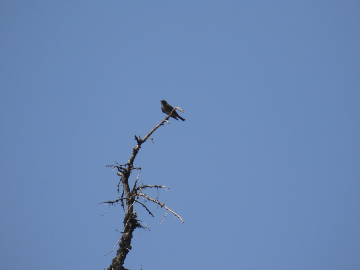 Olive-sided Flycatcher - ML589745221