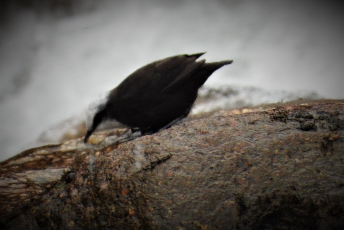 White-capped Dipper - ML589745251