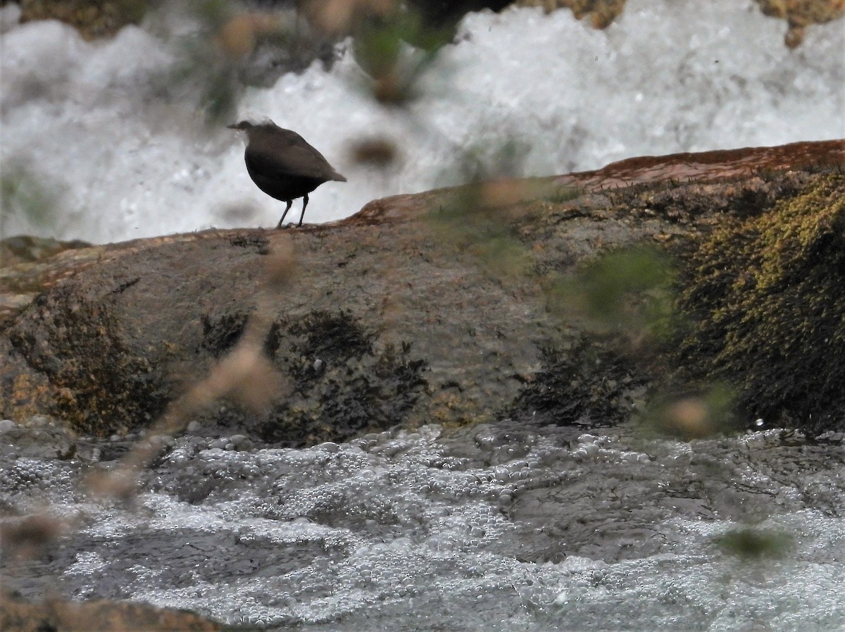 White-capped Dipper - ML589745321