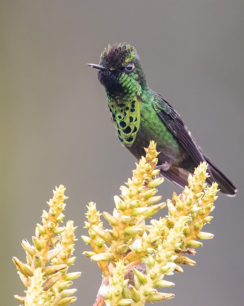 Peacock Coquette - Jhonathan Miranda - Wandering Venezuela Birding Expeditions