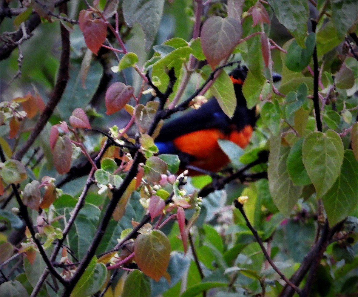 Scarlet-bellied Mountain Tanager - ML589745701