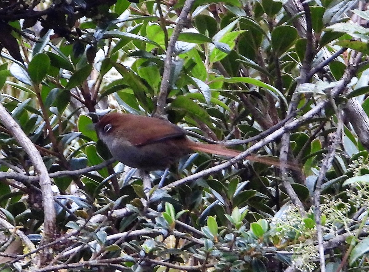 Eye-ringed Thistletail - ML589746101