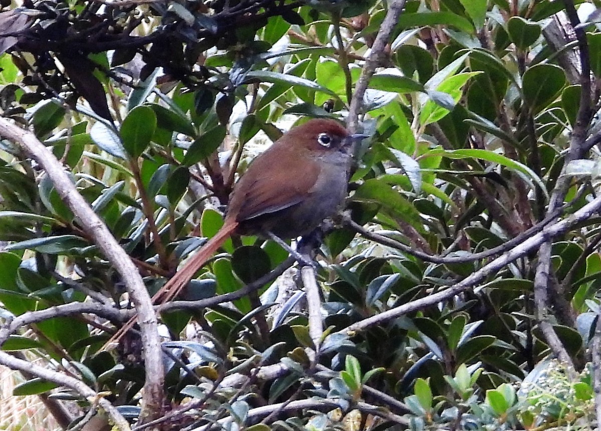 Eye-ringed Thistletail - ML589746401