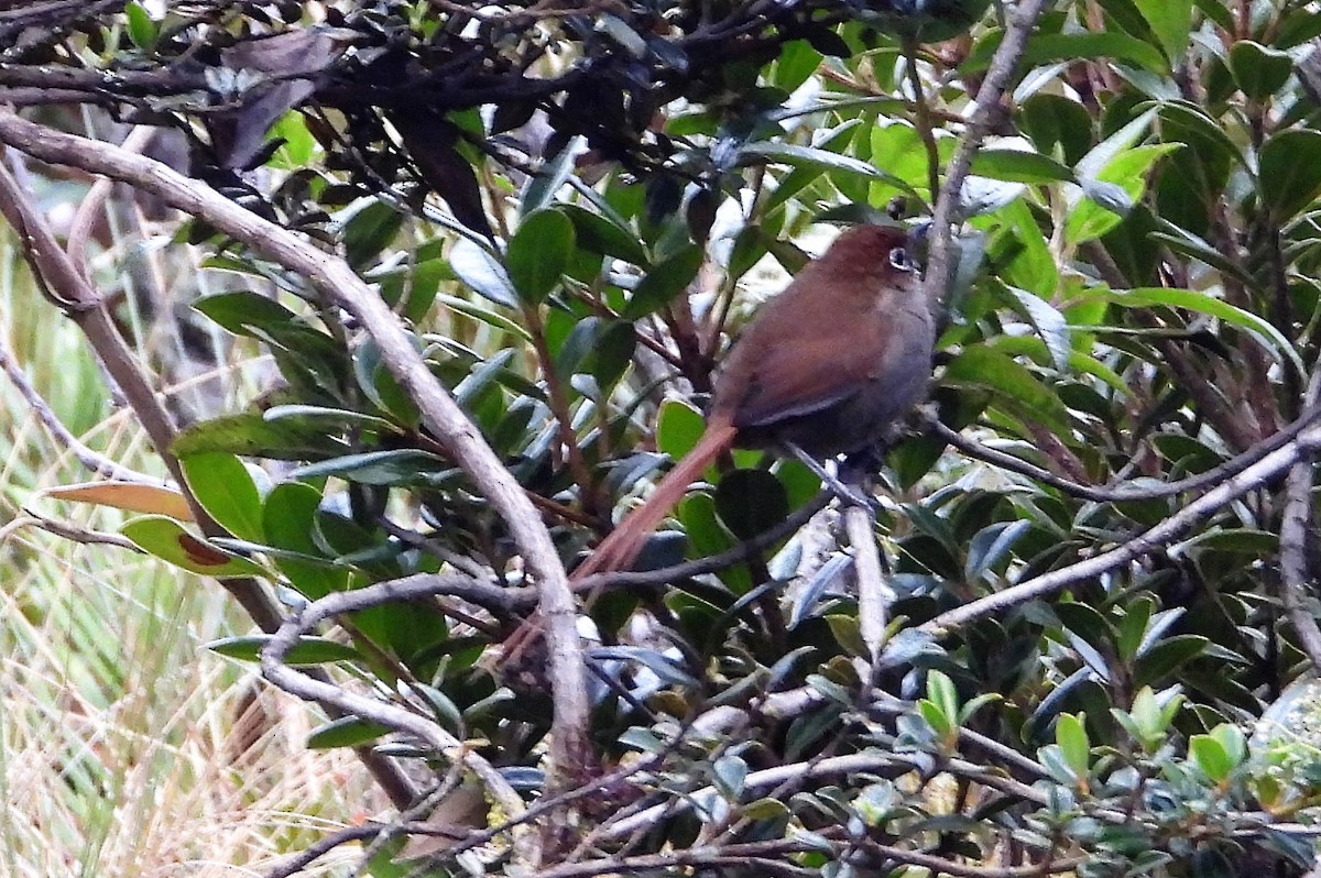 Eye-ringed Thistletail - ML589746541