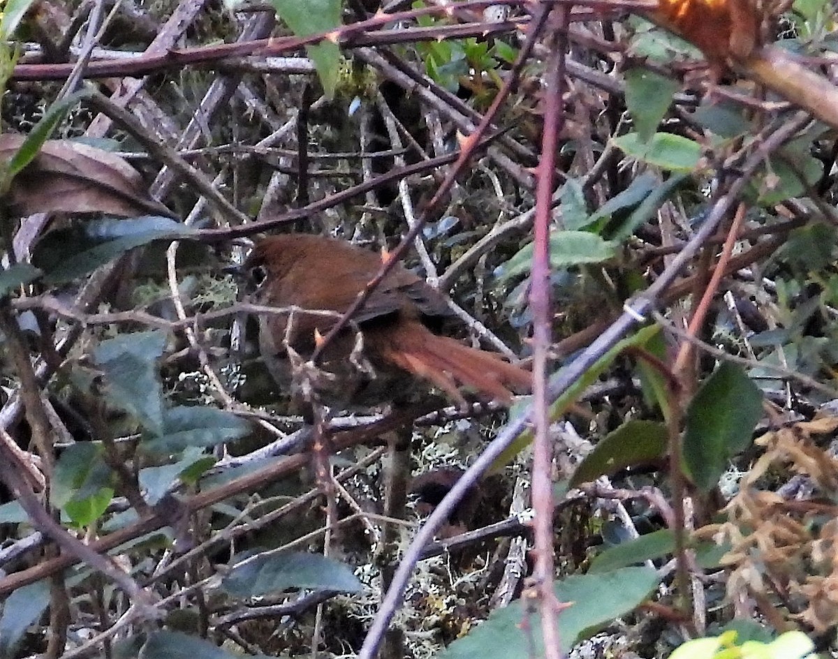 Eye-ringed Thistletail - ML589746831