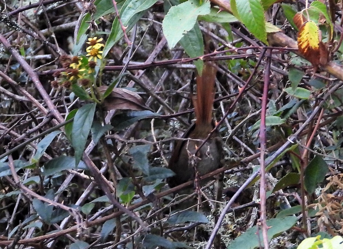 Eye-ringed Thistletail - ML589747081