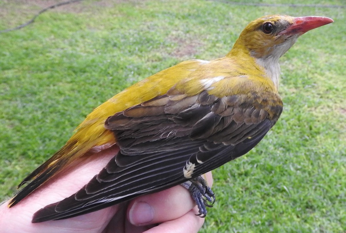 Eurasian Golden Oriole - ML589747241