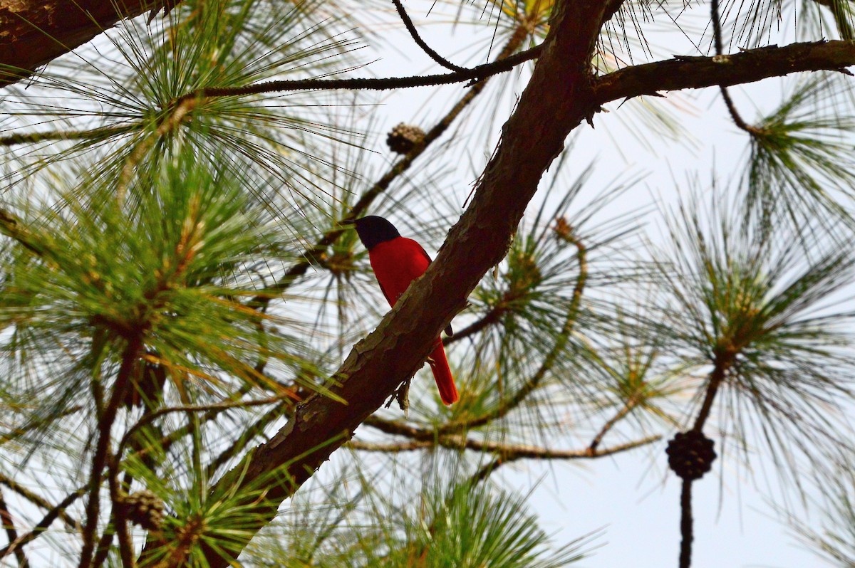 Scarlet Minivet - ML589748021