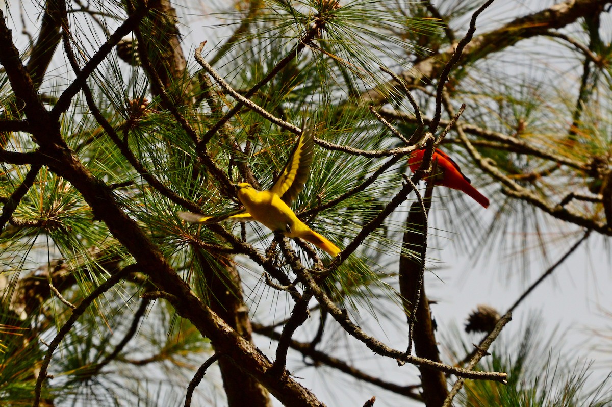 Scarlet Minivet - ML589748031