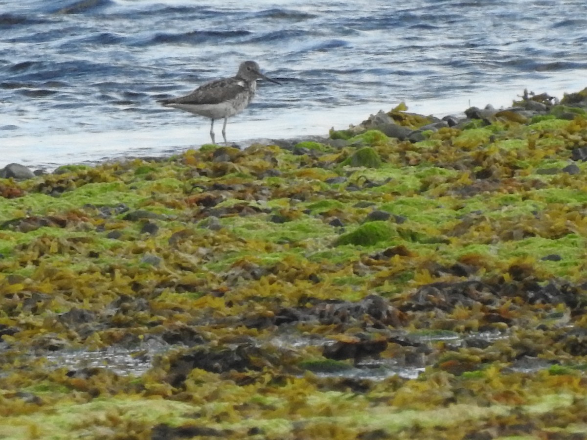 Common Greenshank - ML589748611