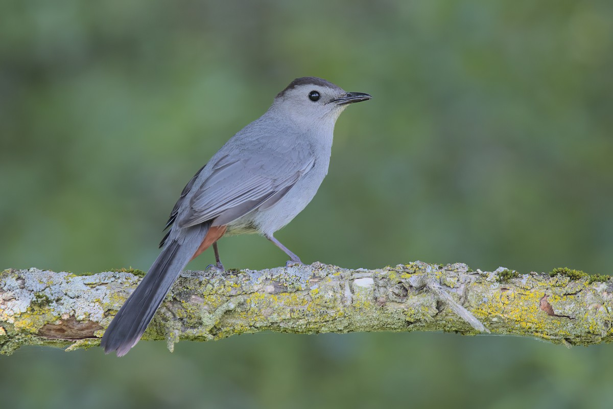 Gray Catbird - David Guertin