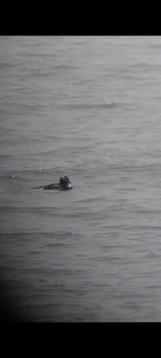 Long-tailed Duck - ML589749931