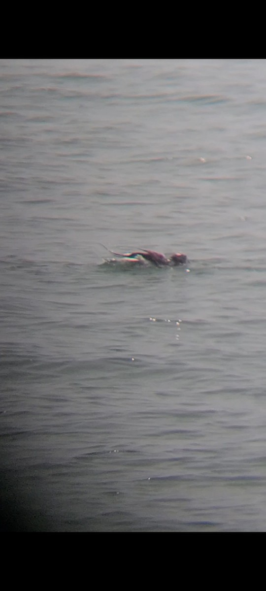 Long-tailed Duck - ML589749951