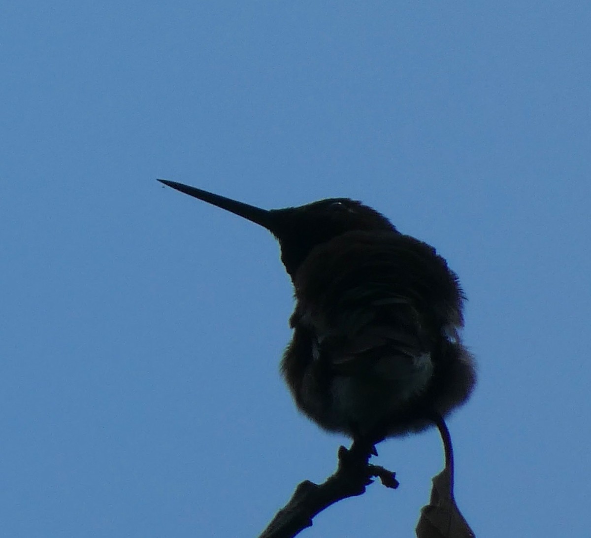 Colibri à gorge rubis - ML589749961