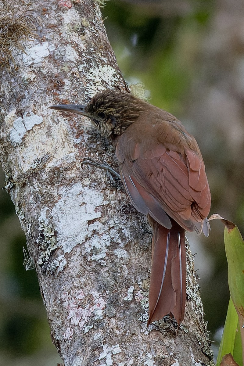 Black-banded Woodcreeper - Toby Ross