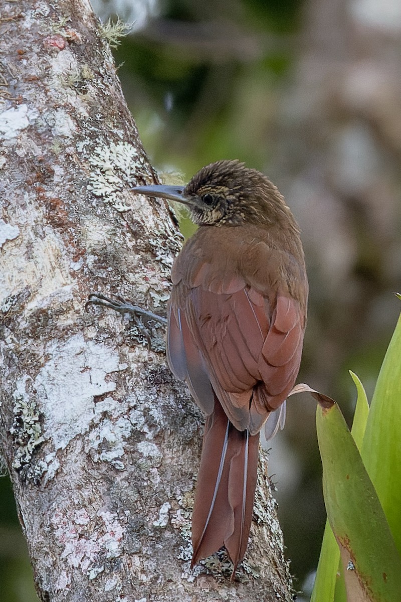 Black-banded Woodcreeper - Toby Ross