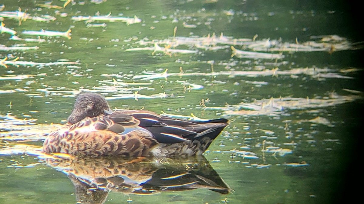 Northern Shoveler - ML589750211