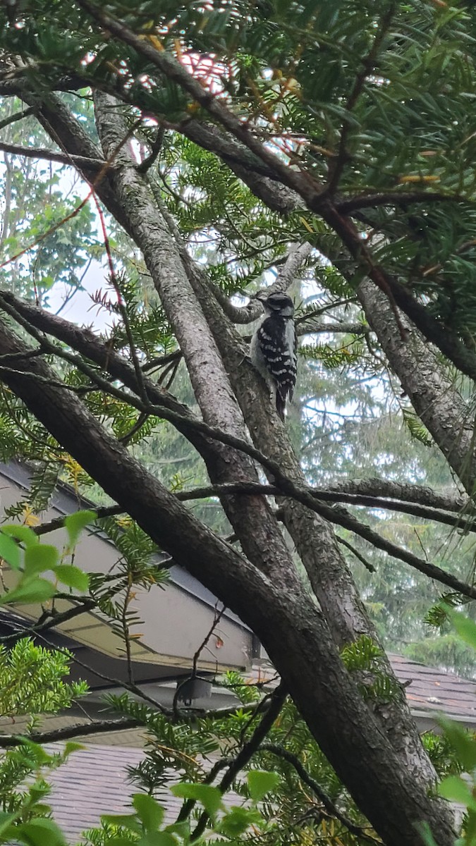 Downy Woodpecker - ML589750341