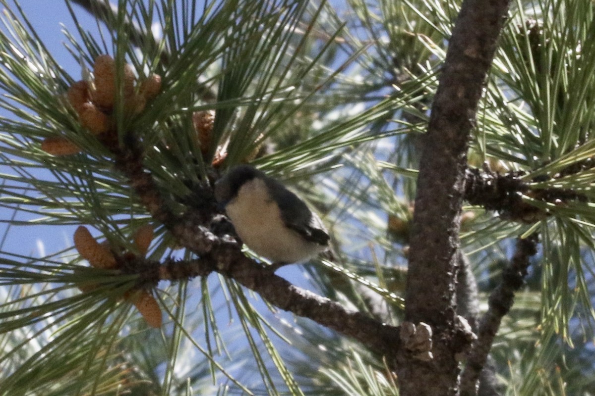 Pygmy Nuthatch - ML589750511