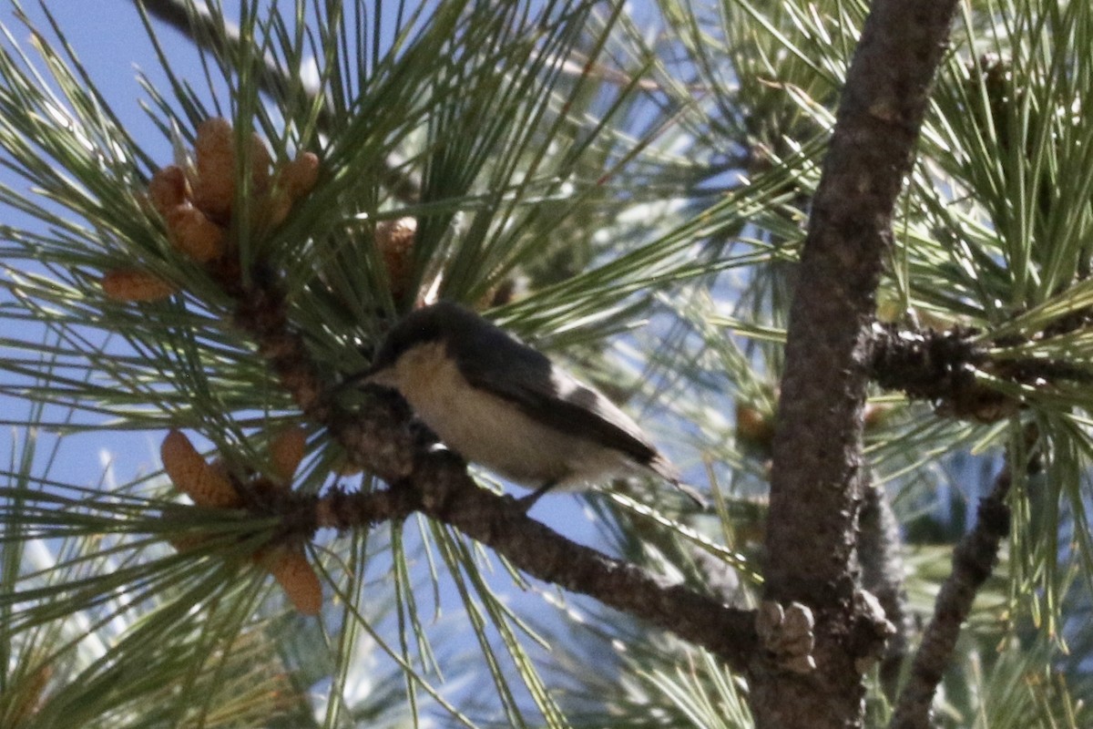 Pygmy Nuthatch - ML589750521