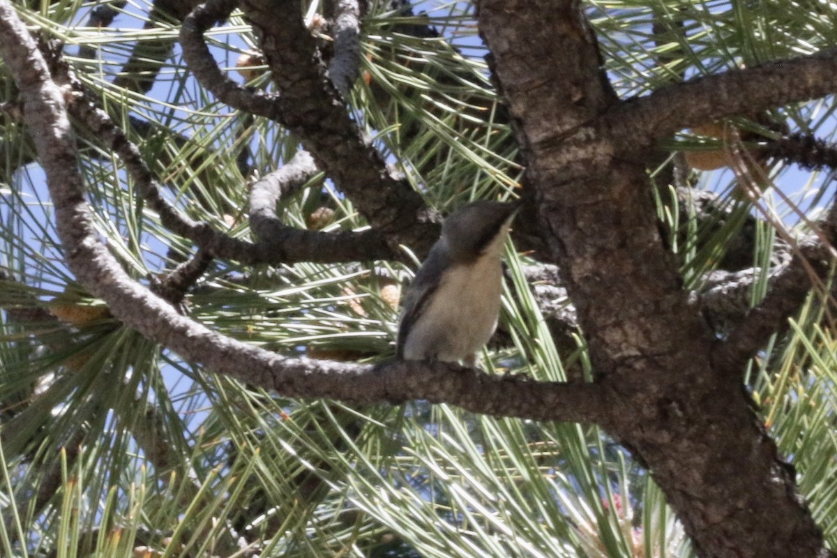 Pygmy Nuthatch - ML589750531