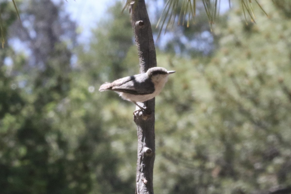 Pygmy Nuthatch - ML589750541